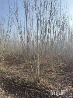 高度600厘米丛生白蜡