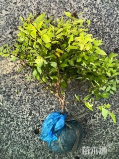 高度35厘米金山绣线菊