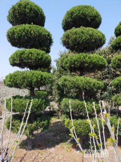 13公分造型龙柏