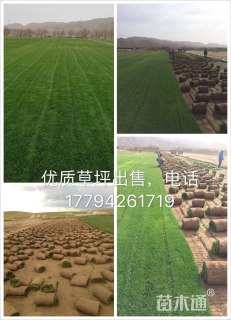 B-中等高羊茅