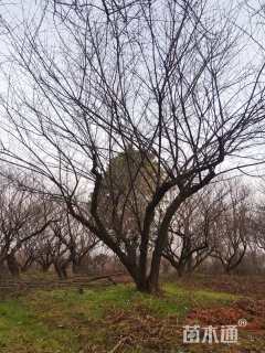 25公分骨里红梅