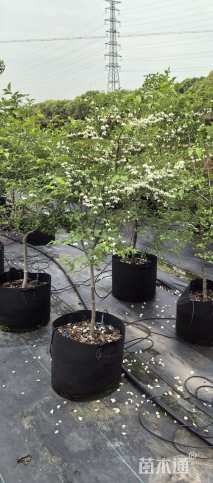3公分野茉莉