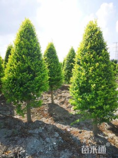 高度1.5厘米金冠女贞