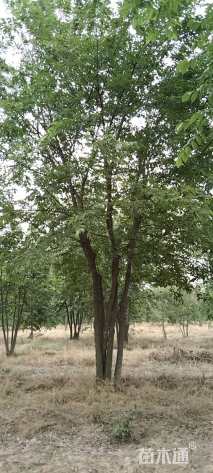 12公分(5杆)丛生朴树