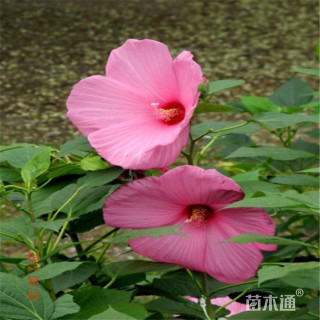 高度28厘米芙蓉葵