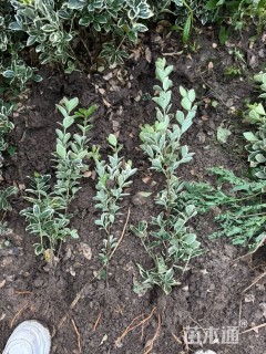 高度50厘米金边黄杨