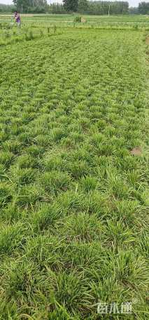 高度15厘米丹麦草