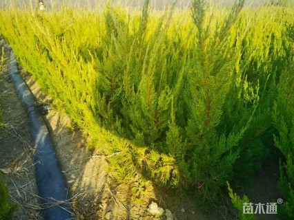 高度70厘米龙柏小苗