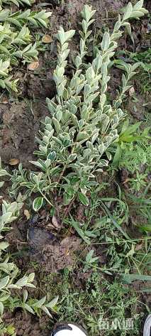 高度40厘米金边黄杨