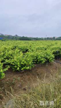 高度65厘米金森女贞