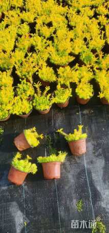 高度20厘米满天星