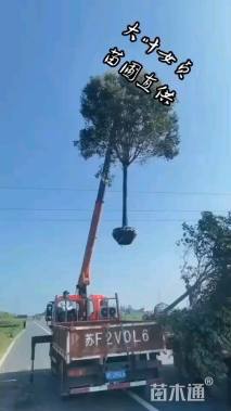 13公分大叶女贞