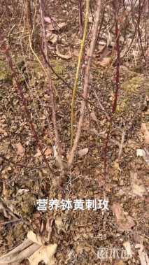 高度70厘米黄刺玫