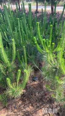 高度500厘米油松