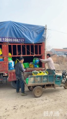 高度120厘米蒲苇