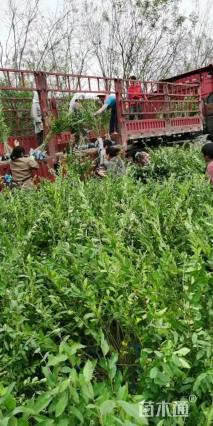 高度50厘米水蜡