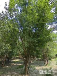 高度650厘米丛生国槐