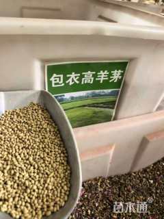 包衣高羊茅种子高羊茅种子