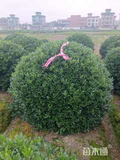 冠幅200厘米海桐球