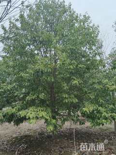 20公分乐昌含笑