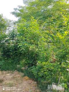 高度300厘米朴树小苗