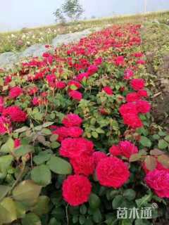 高度26厘米大红花