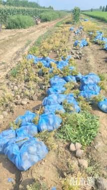 高度10厘米绣线菊