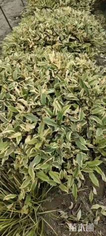 高度110厘米胡颓子