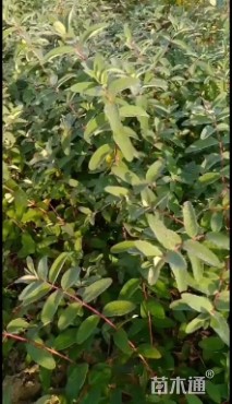 高度30厘米金丝桃