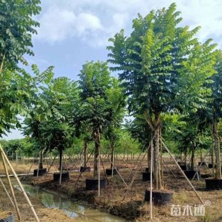 12公分火焰木