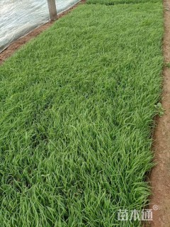 高度30厘米狼尾草