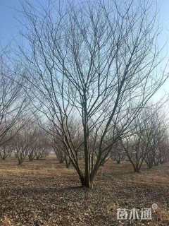 9公分丛生朴树