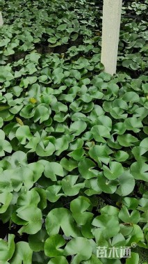 高度30厘米睡莲