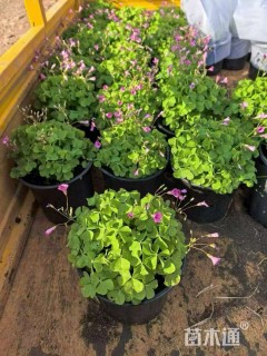 高度10厘米红花酢浆草