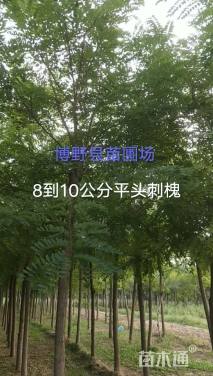 6公分刺槐