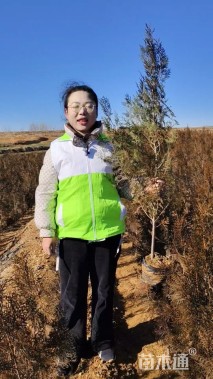 高度80厘米侧柏