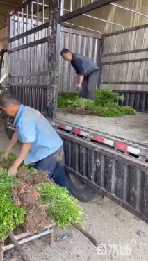 高度80厘米小叶黄杨