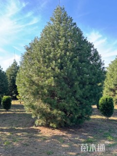 高度450厘米白皮松