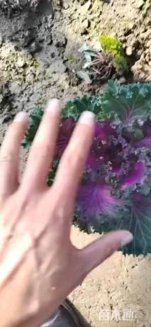 高度20厘米羽衣甘蓝