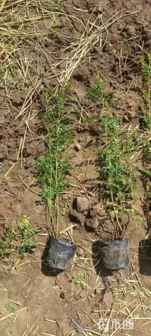 高度60厘米黄刺玫