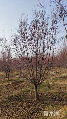 16公分垂丝海棠