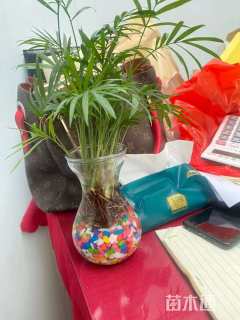 裸干高30厘米袖珍椰子