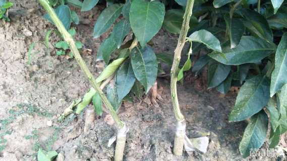 高度60厘米柠檬