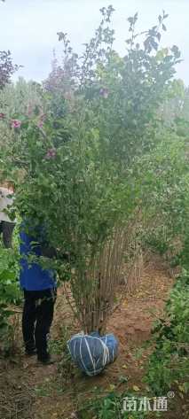 高度120厘米丛生木槿