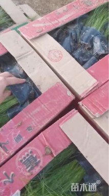 高度30厘米细茎针茅