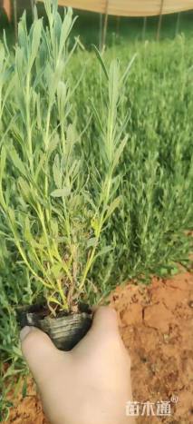 高度25厘米薰衣草