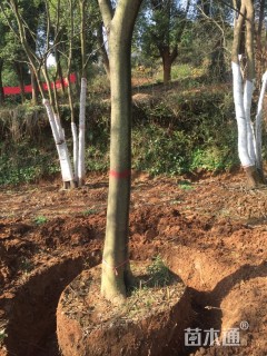 15公分朴树