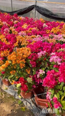 高度50厘米拼种多彩三角梅