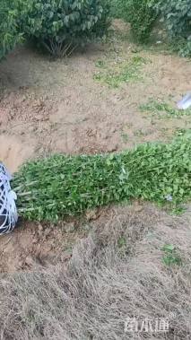 高度200厘米丛生木槿