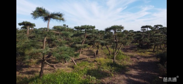高度150厘米黑松